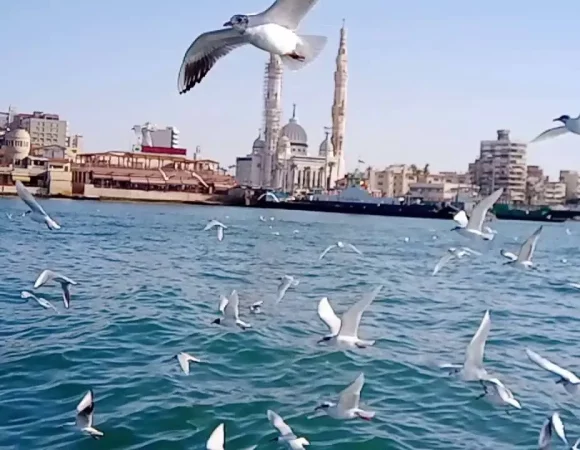 Private Full Day Tour To Port Said From Cairo