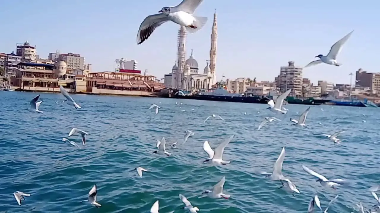 Private Full Day Tour To Port Said From Cairo