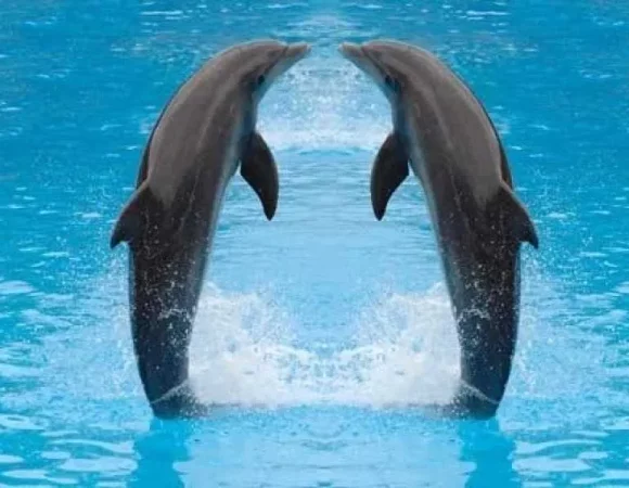 Dolphin Show in Sharm El Sheikh | Fun Family Activity with Hotel Transfers