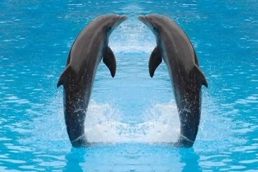 Dolphin Show in Sharm El Sheikh | Fun Family Activity with Hotel Transfers