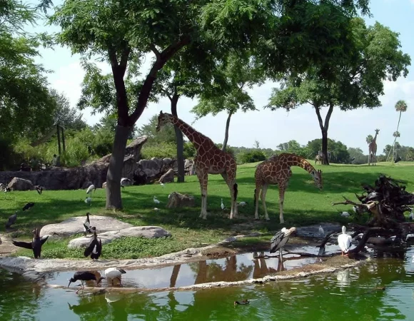 Africano Park Safari from Cairo: Day Trip to Alexandria's Wildlife Adventure