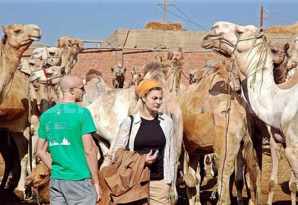 Camel market day tour in Cairo