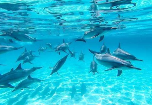 Swim with Dolphins & Snorkeling Tour from Marsa Alam | Dolphin House Experience