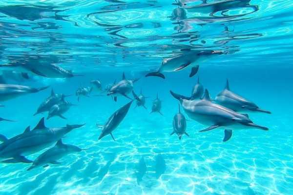 Swim with Dolphins & Snorkeling Tour from Marsa Alam | Dolphin House Experience